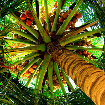 Branding palmera frutas