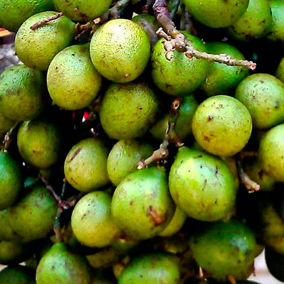 Branding frutas