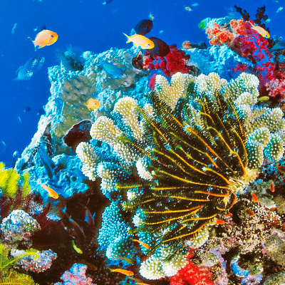 Coaching coral de colores